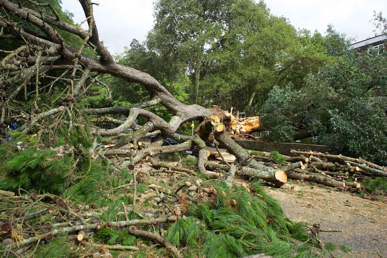 Best Tree Branch Trimming  in Vineyards, FL